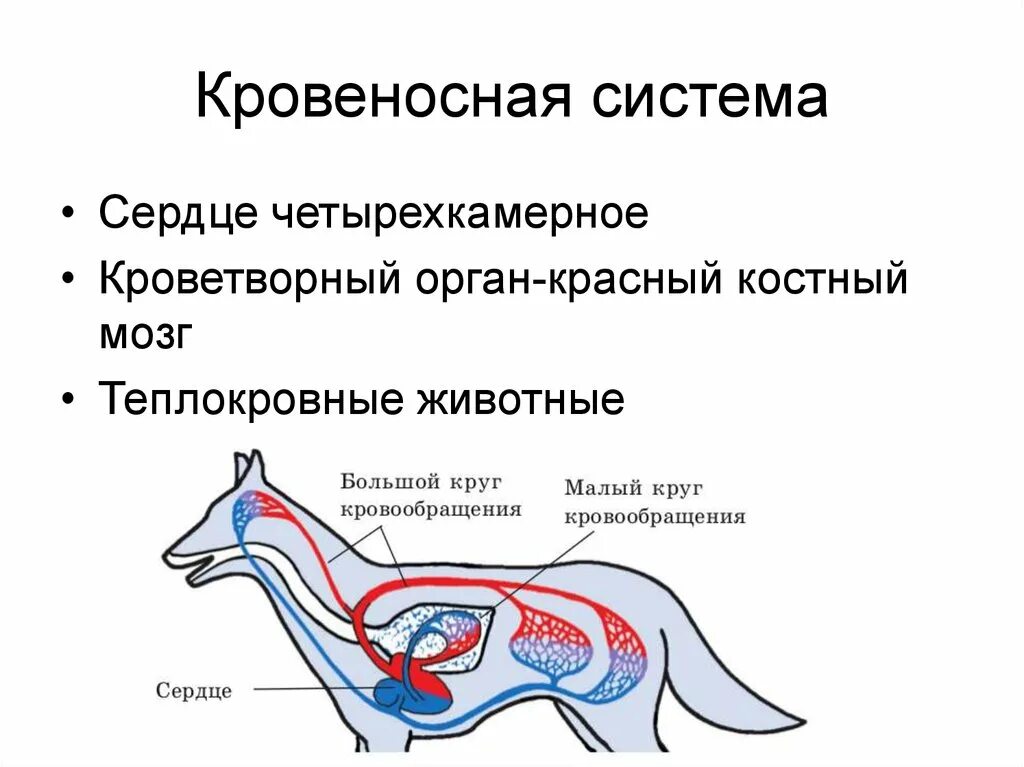 Млекопитающие кровеносная система