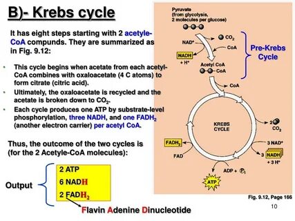 Krebs