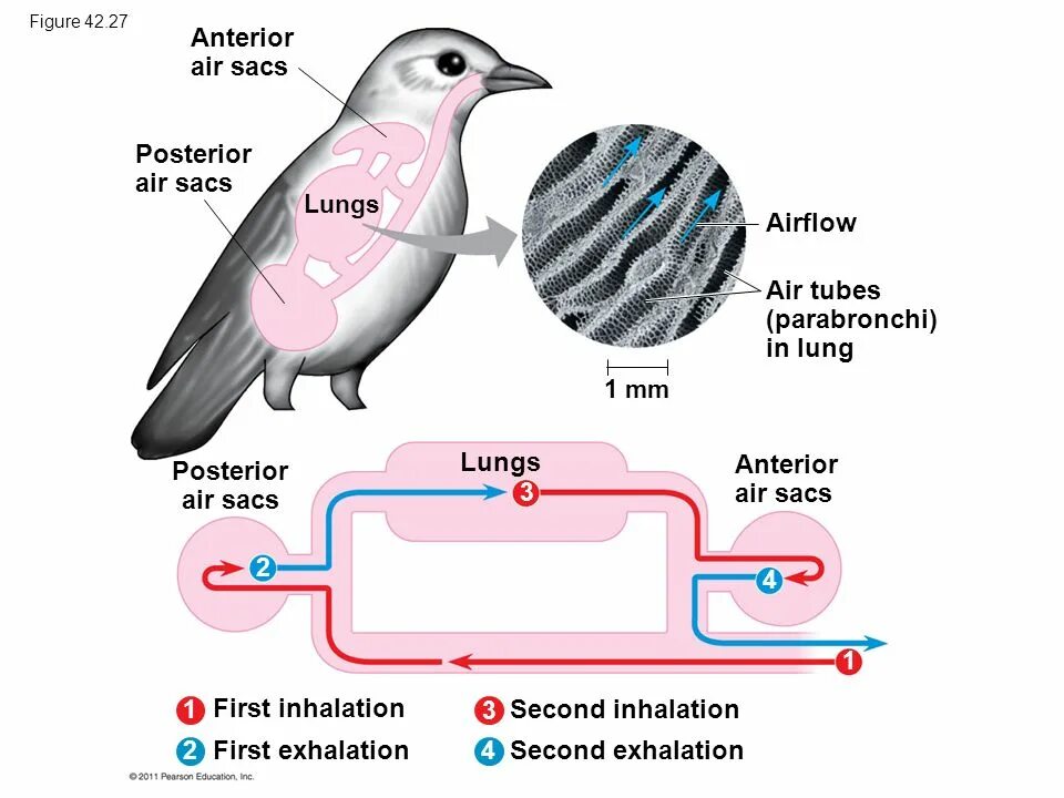 Форма легких птиц. Respiratory System of Birds. Дыхательная система птиц. Процесс двойного дыхания у птиц. Легкое птицы.