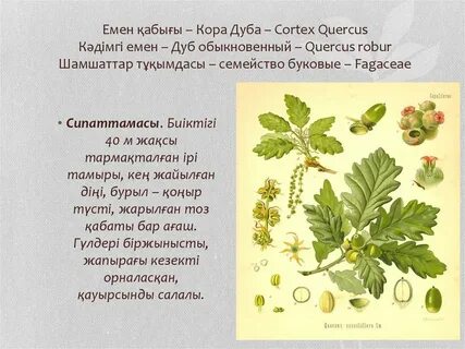 Оральды секстің қандай пайдасы бар?