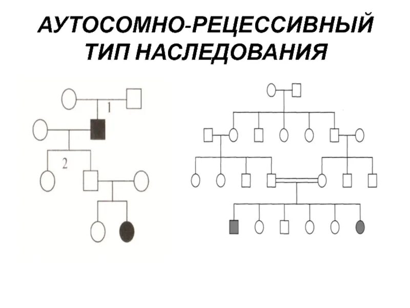 Аутосомно-рецессивный Тип наследования. Аутосомно рецессивное наследование родословная. Типы наследования признаков аутосомно рецессивный Тип наследования. 2. Аутосомно-рецессивный Тип наследования. Аутосомное наследование пример