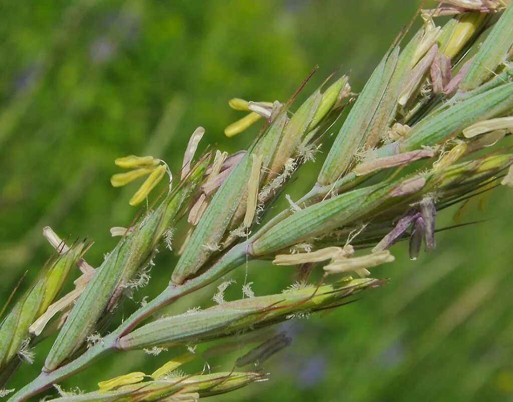 Как выглядит пырей. Пырей ползучий (Elytrigia repens). Пырей ползучий (Elytrigia repens l.). Пырей инееватый. Пырей мохнатый.