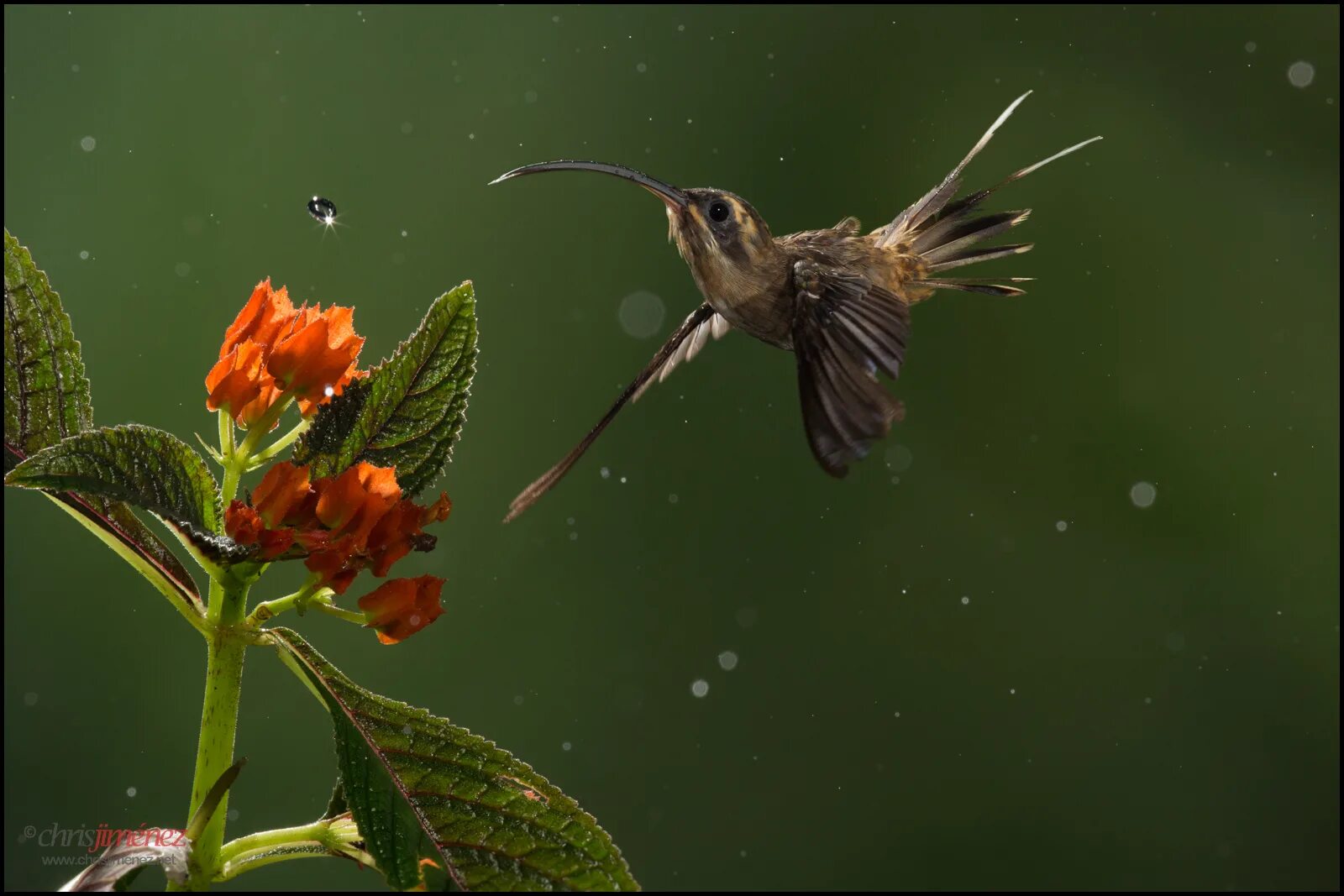 Колибри отшельник. Птицы и насекомые под дождем. Цветок отшельник. Бабочки дождя в природе. Опылитель синяя птица