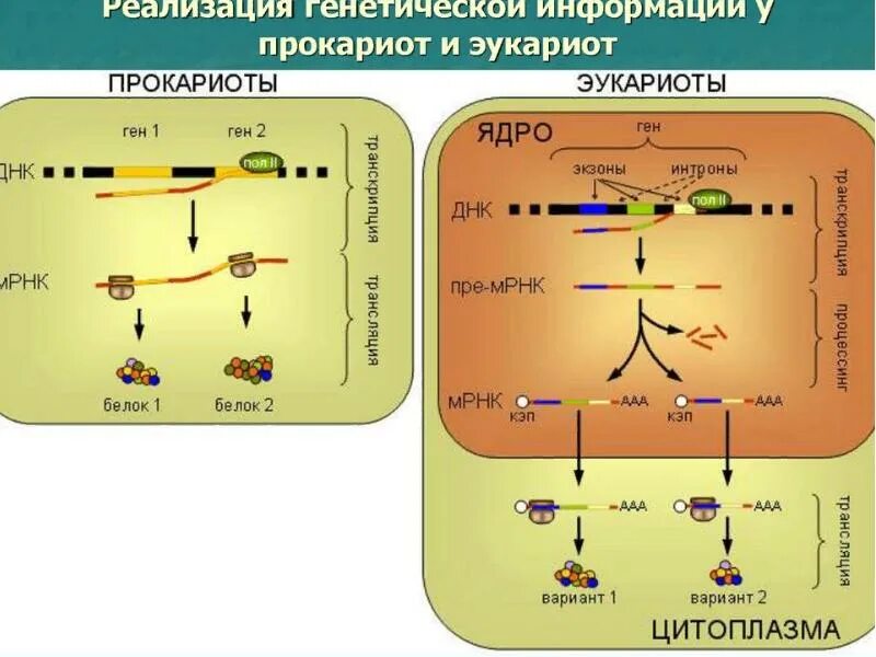 Ген супрессоры опухоли. Геном гепатита а. Структура вирусного генома. Транскрипция процессинг рнк. Механизмы регуляции оперона.