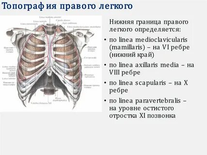 Легкое на латыни