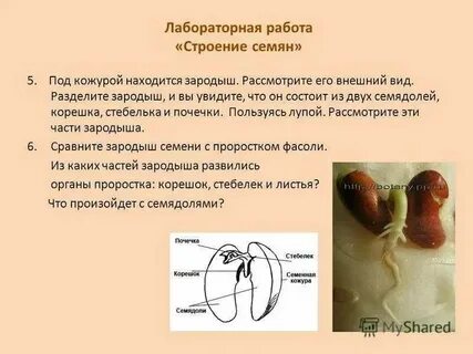 Строение семян 6 класс биология конспект