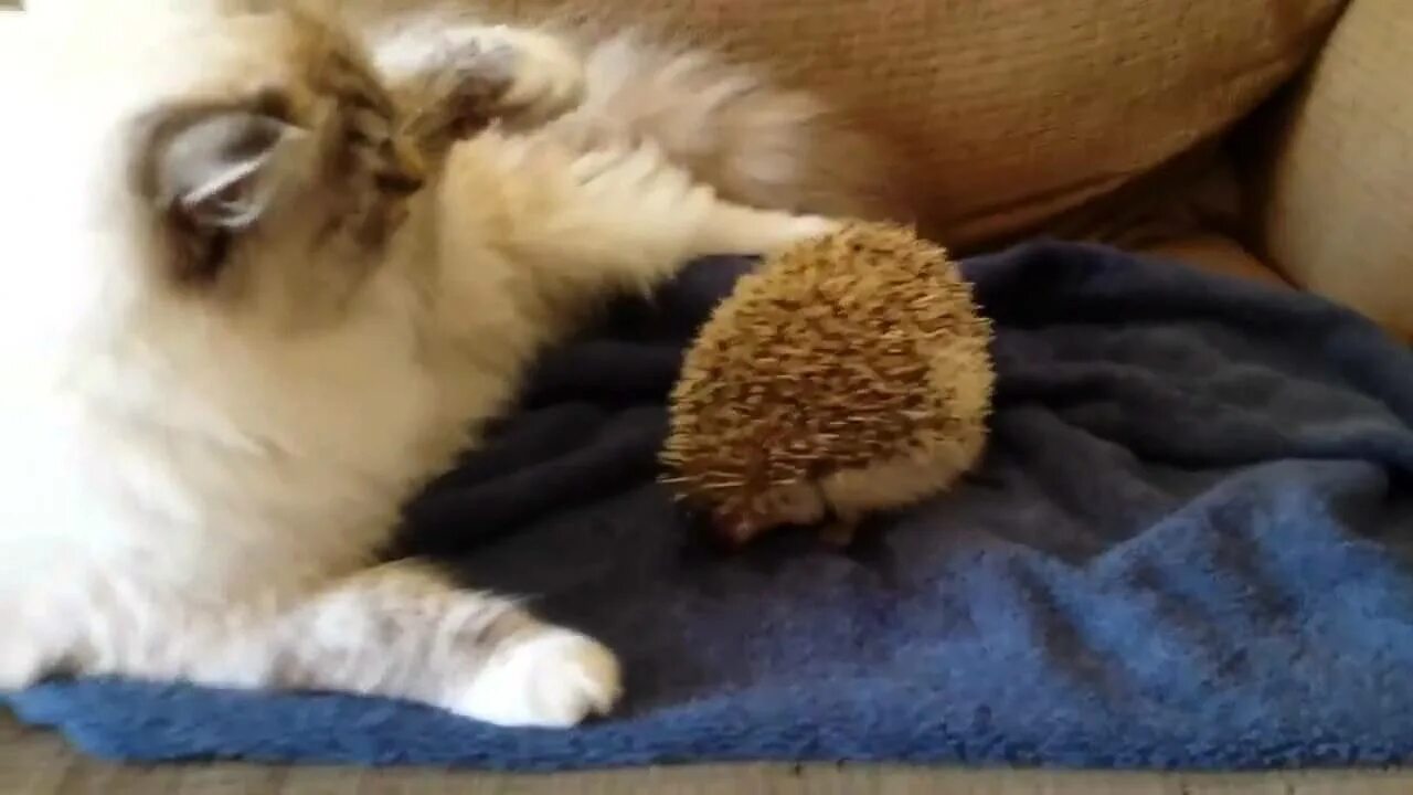 Текст кошка и еж. Кот и ежик. ежик и кошка. котенок и ежик обнимаются. ежик дружит с котом.