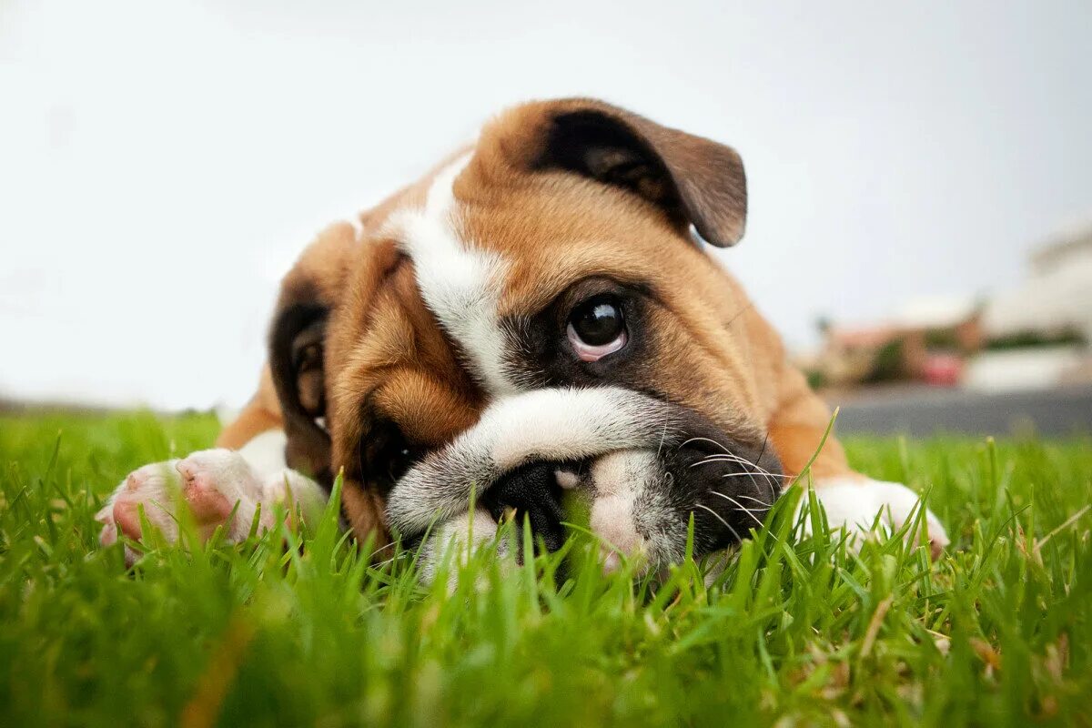 Собака ест траву. Собака на траве. Пес ест траву. Собака ест зелень. Зачем собаки едят траву