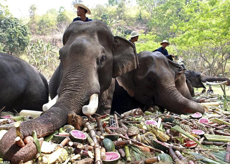 слон ест. слоны. слоненок кушает. слон ест. что едят слоны.