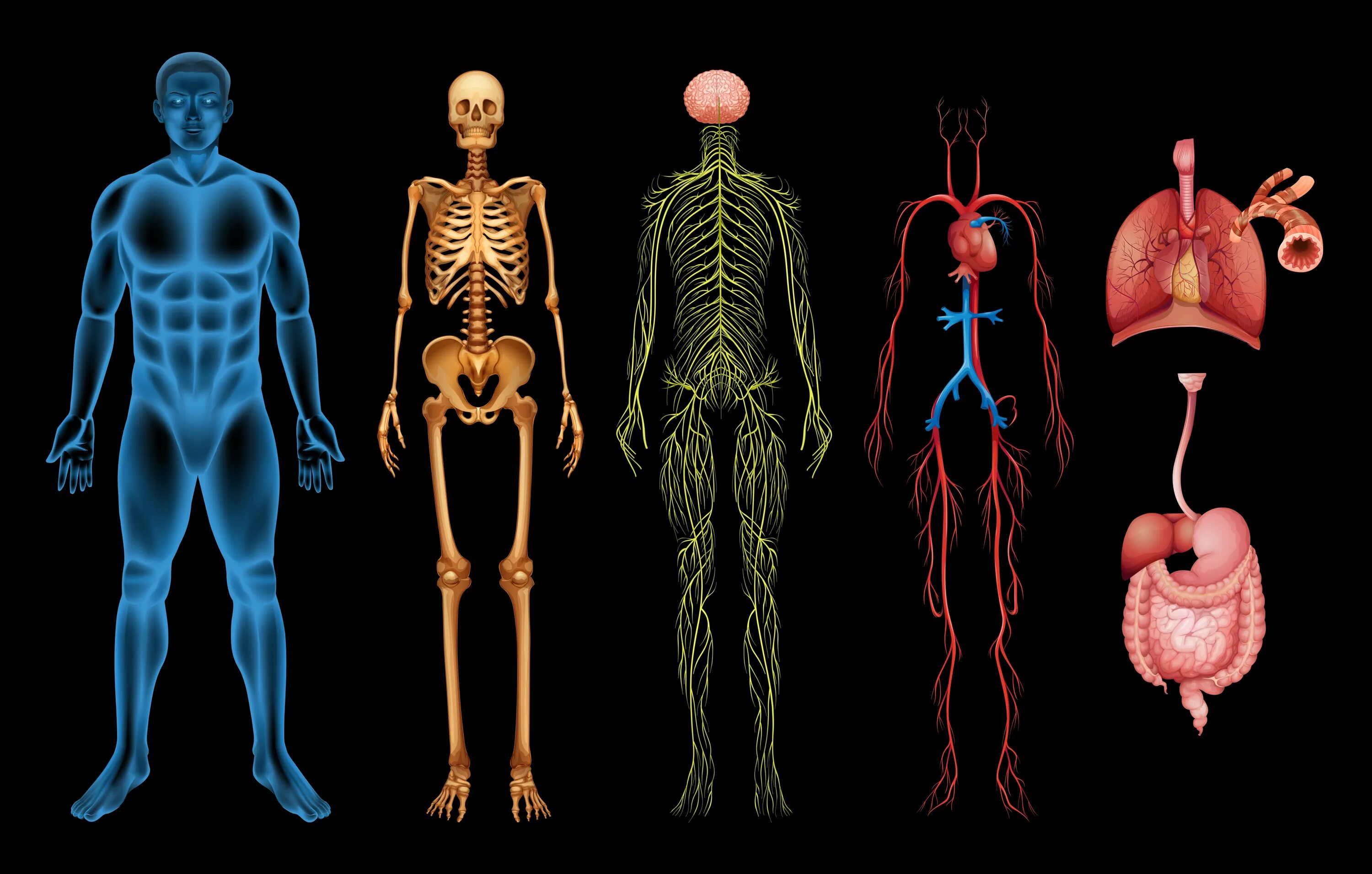 У человека есть пол. Органы человека. Скелет человека с внутренними органами. Детский организм анатомия.