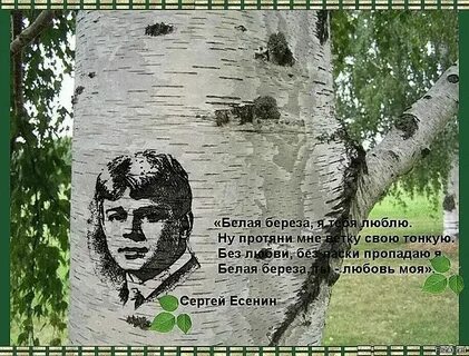 Белая береза и дуб
