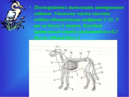 Значение опорно двигательной системы млекопитающих