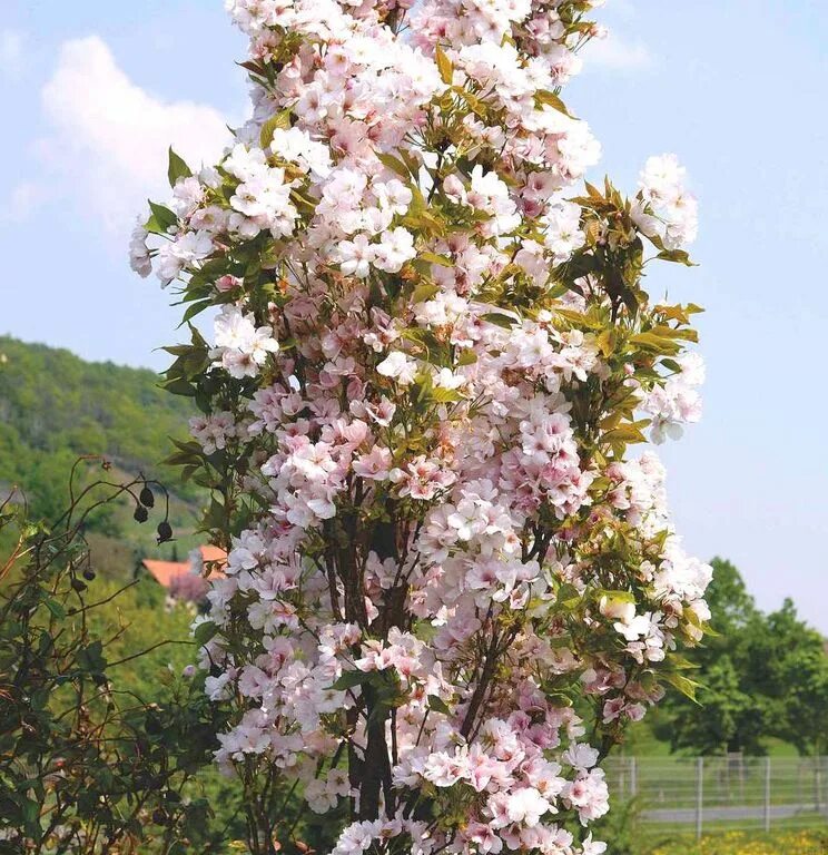 Какую почву любит вишня. Вишня мелкопильчатая Аманогава. Вишня мелкопильчатая Amanogawa. Вишня мелкопильчатая (Prunus serrulata "Amanogawa")*. Вишня мелкопильчатая (Сакура) (Prunus serrulata).