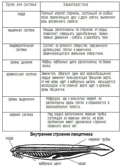 Контрольная работа по биологии по теме хордовые. Таблица внутреннее строение ланцетника биология 7 класс. Общая характеристика ланцетника 7 класс биология таблица. Таблица по биологии 7 класс строение ланцетника. Таблица по биологии 7 класс Тип Хордовые ланцетник.