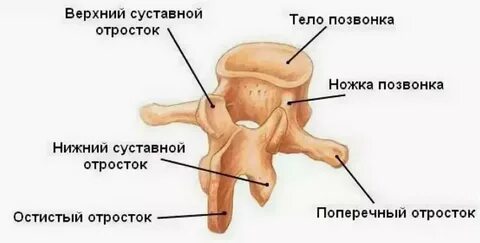 Элементы позвонка участвуют в образовании межпозвонкового отверстия
