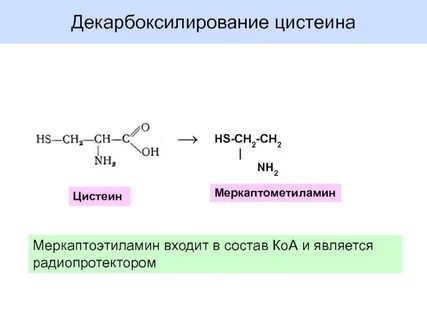 Биологическая роль декарбоксилирования аминокислот