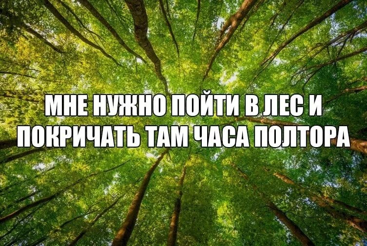 Покричать в лесу. Настроение лес. Хочется в лес. Пошли в лес.