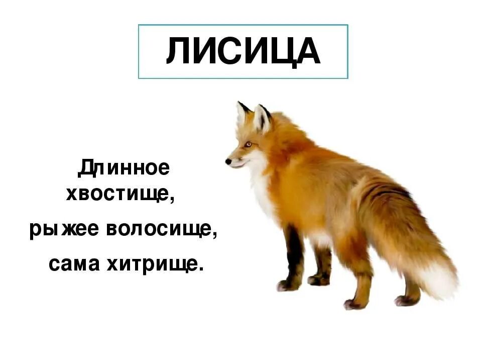 Хитрая лисица ловко заметает следы пушистым хвостом