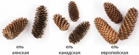 Название шишек хвойных деревьев