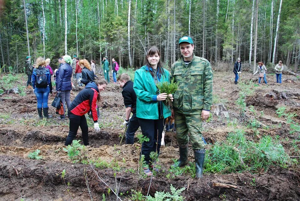 мировые лесные ресурсы