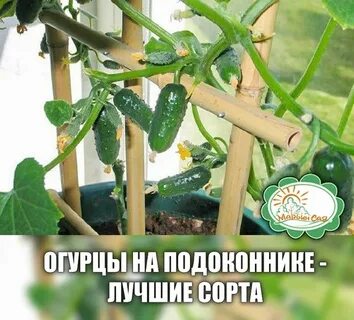 Огурцы комнатные на подоконниках сорта