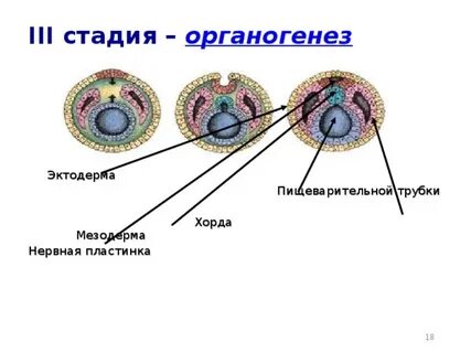 Что такое органогенез