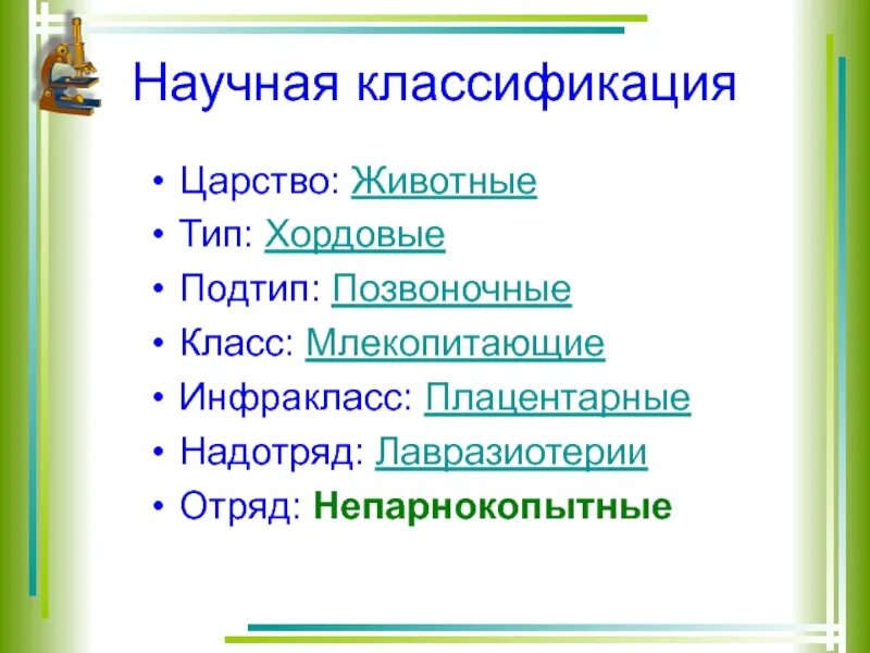 Царство тип подтип. Царство животные тип хордовые класс млекопитающие. класс млекопитающие систематика. научная классификация млекопитающих. класс млекопитающие систематика класса.