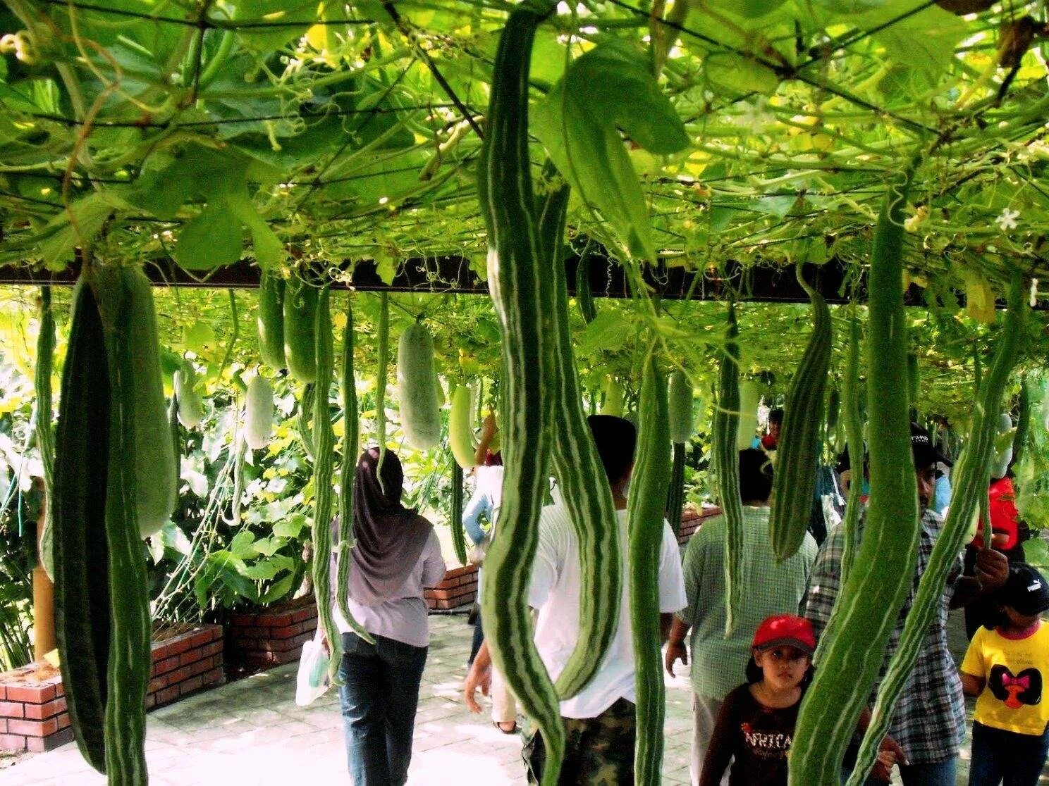 Огурец 2 метра. Коротышки с небольшим огурец. Длинный кабачок лагенария. Лагенария змеевидная семена. Змеевидная тыква трихозант.