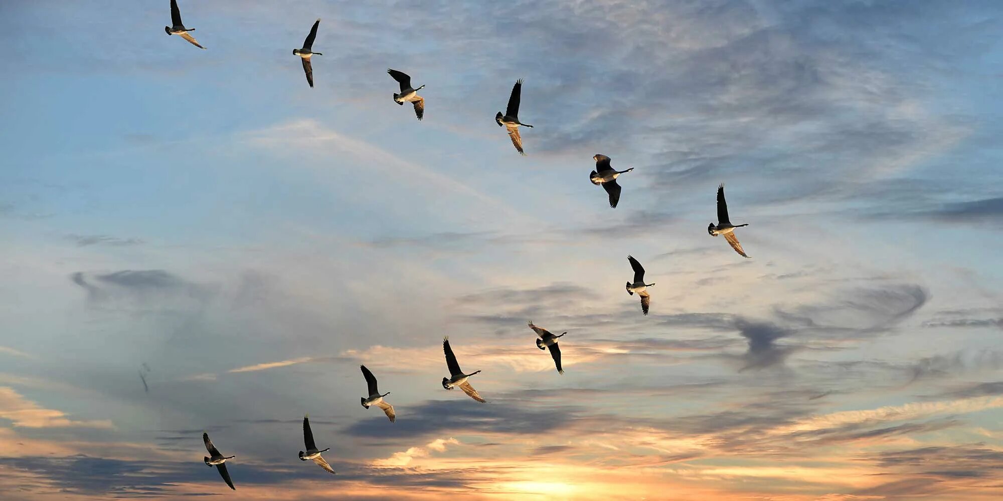 Перелётные птицы журавлиный клин. Миграция птиц клин. Перелетные птицы клин косяк. Дикие гуси перелетные птицы. Дикие гуси перелетные птицы.