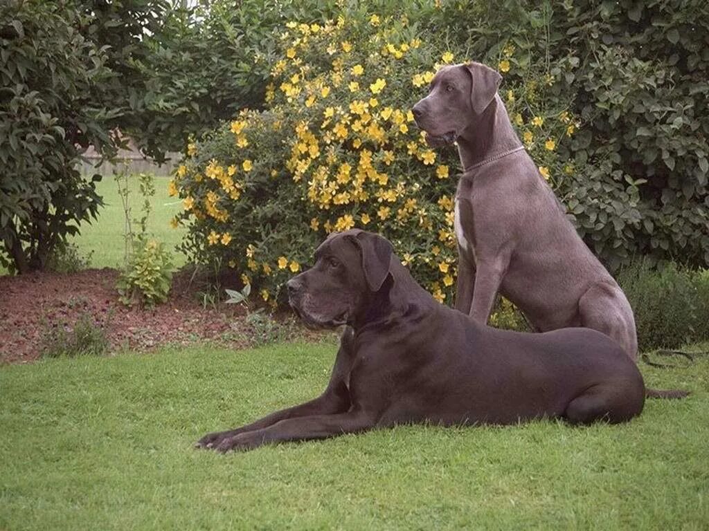 Женщина обнимает собаку. Сон щенок. Приснилась белая собака. Большая черная собака во сне. Снилась собака добрая.
