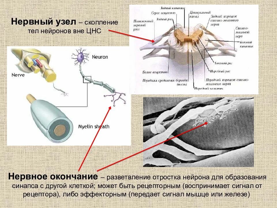 Нервные узлы. Нервы и нервные узлы. Нервные узлы ганглии. Что такое нерв и нервный узел.