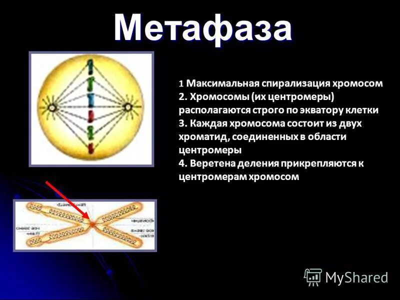 Спирализация хромосом это. Метафаза 1. Метафаза 1 и метафаза 2. Метафаза 1 описание. Метафаза 2 процессы.