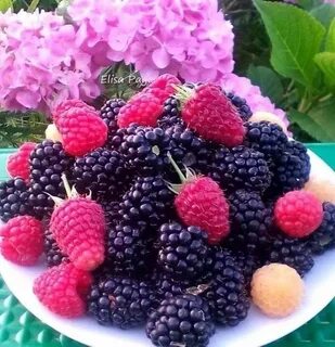 Малина рядом с ежевикой можно