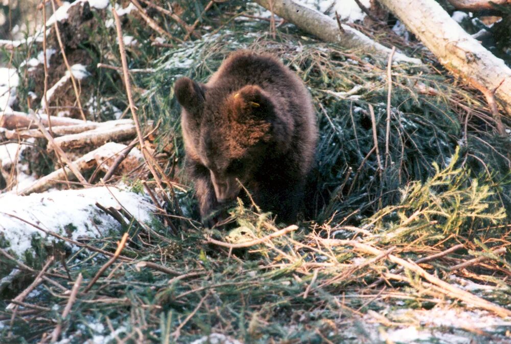Медвежата родились в берлоге. Берлога медведя. Медведица в берлоге. Медведь строит берлогу. Медведь весной.