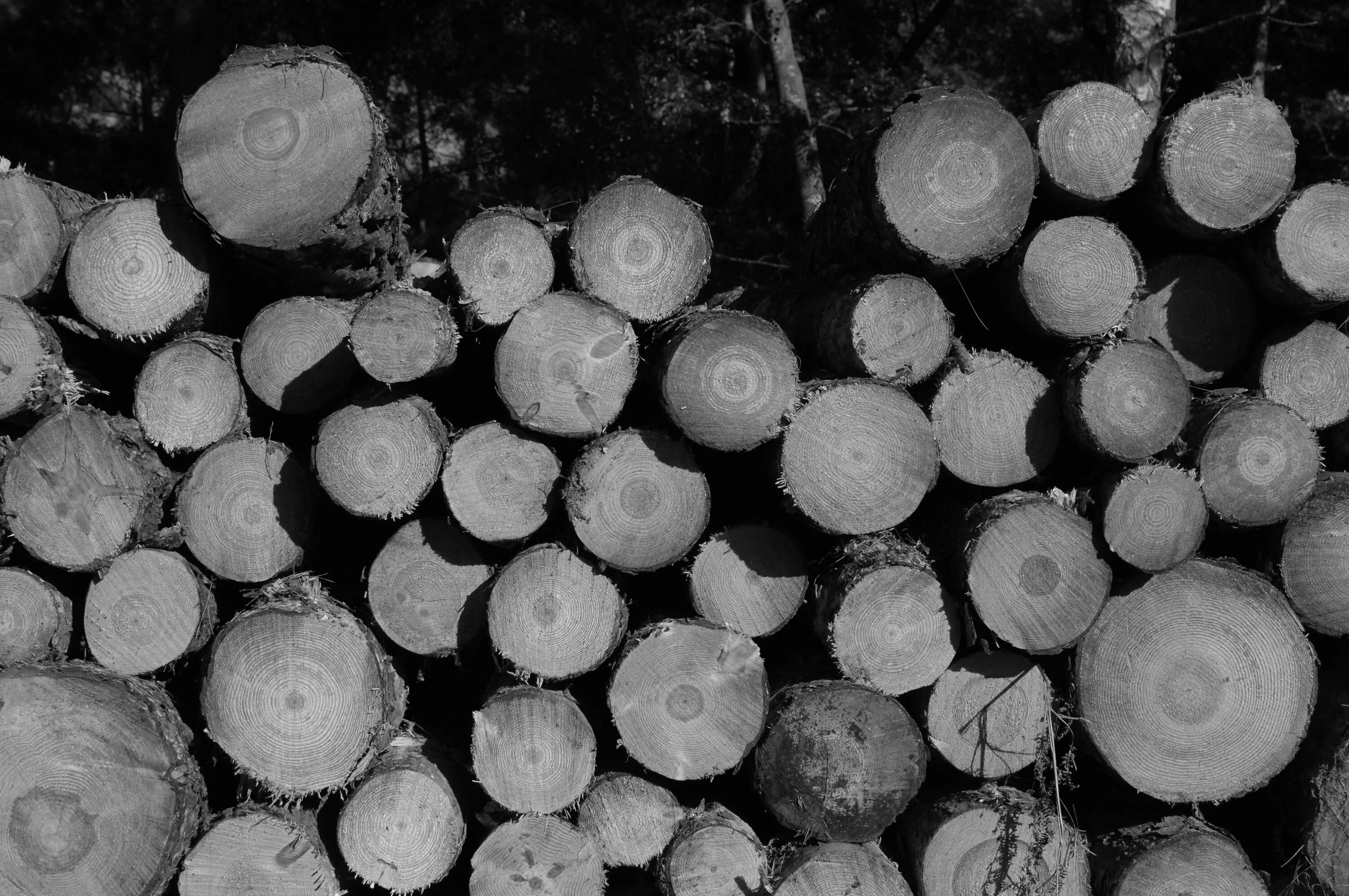 Серые бревна. Черное бревно. черные бревна текстура. бревно черно белое. бревно на черном фоне.