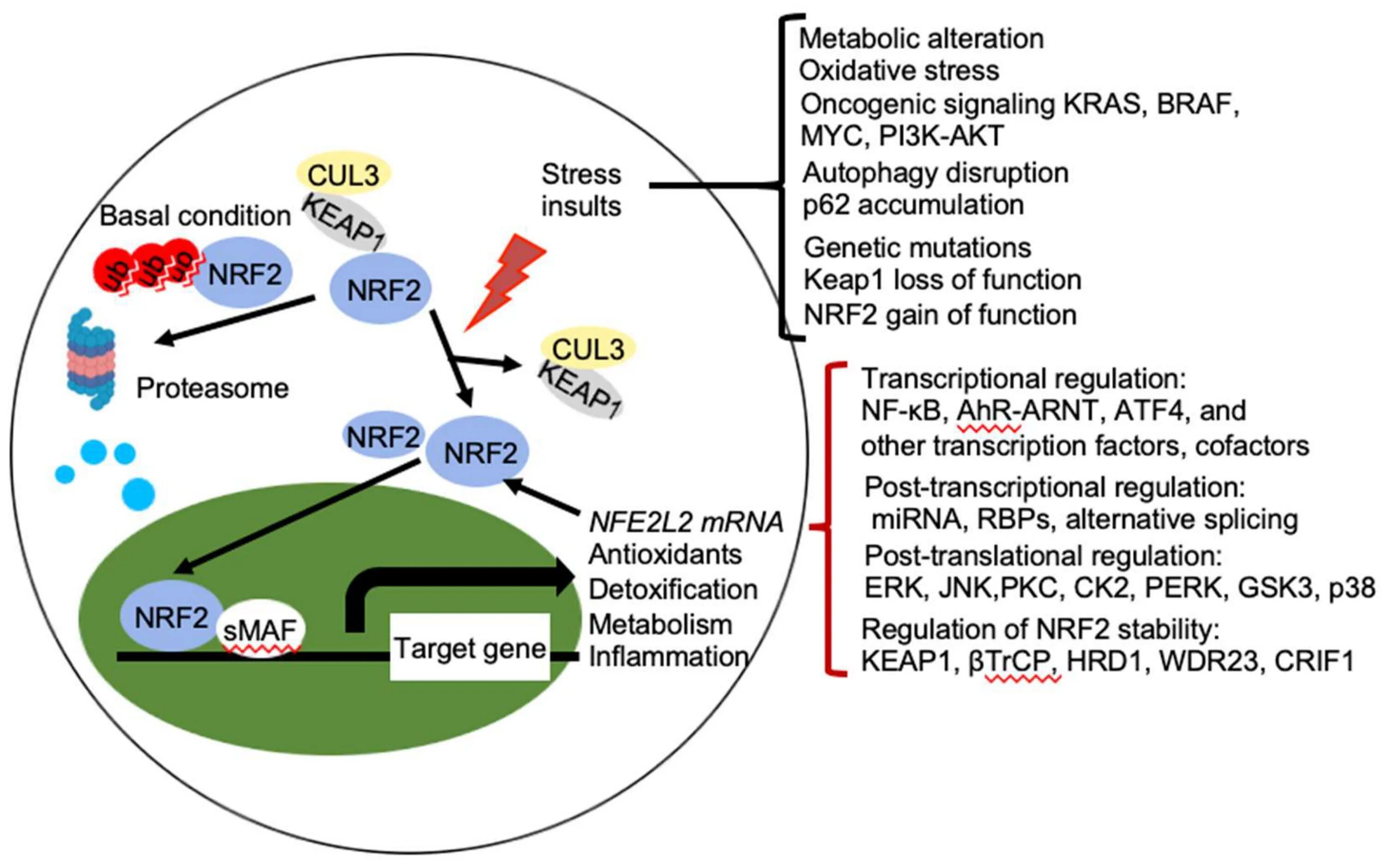 Nrf2. Nrf2 косвенный хранитель здоровья. Этанол печень nfe2l2 (nrf2). Runx2 Transcription Factor.