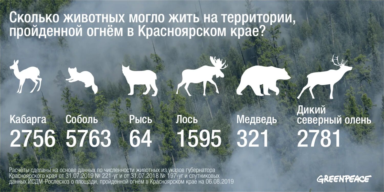 Сколько живет в красноярске. Сколько животных ю в России. Лесной пожар в Сибири 2019 животные. Сколько Лесные пожары убивают животных. Сгоревшие животные в Сибири.