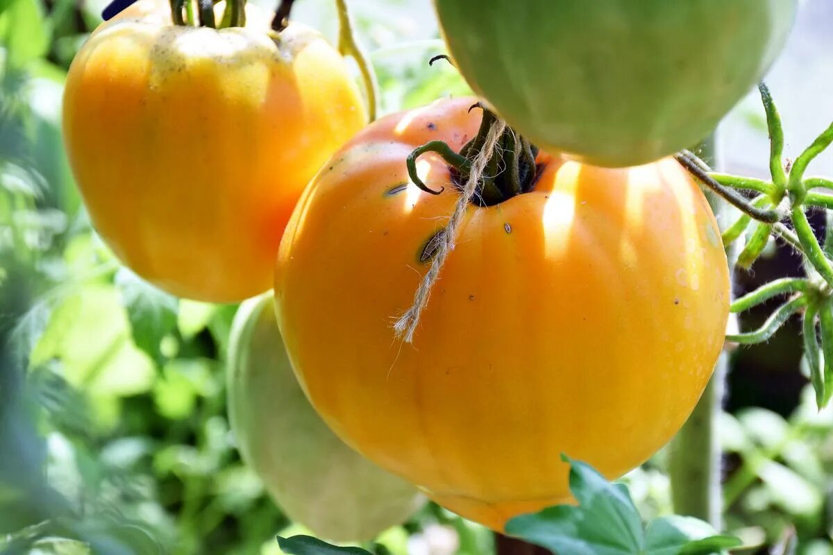 Спирея голд фонтейн. Томаты оранжевый фонтан вкуснотека. Томат сладкий фонтан. Фонтане описание сорта. Бандоль блюз томат 2.