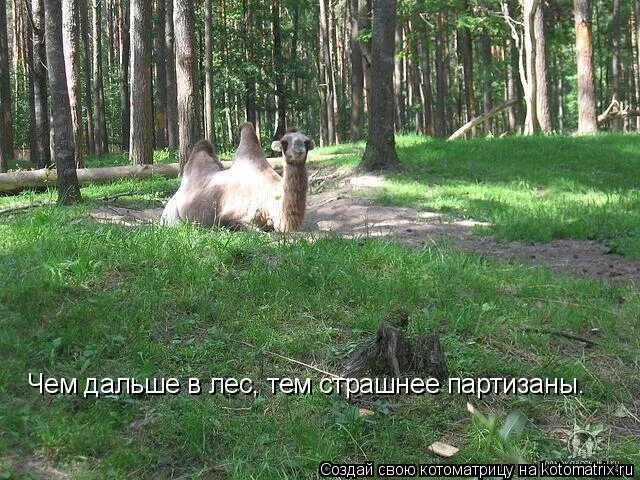 Чем дальше в лес тем больше дров. Дальше в лес больше дров. Чем дальше в лес прикол. Он был далеко тот лес. Пословицы о лесе.