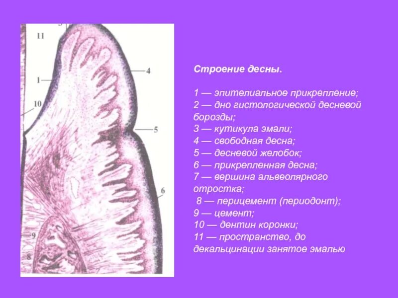 Строение слизистой оболочки десны. Периодонт строение анатомия гистология. Анатомическое и гистологическое строение десны. Десна гистология препарат. Прикрепленная десна