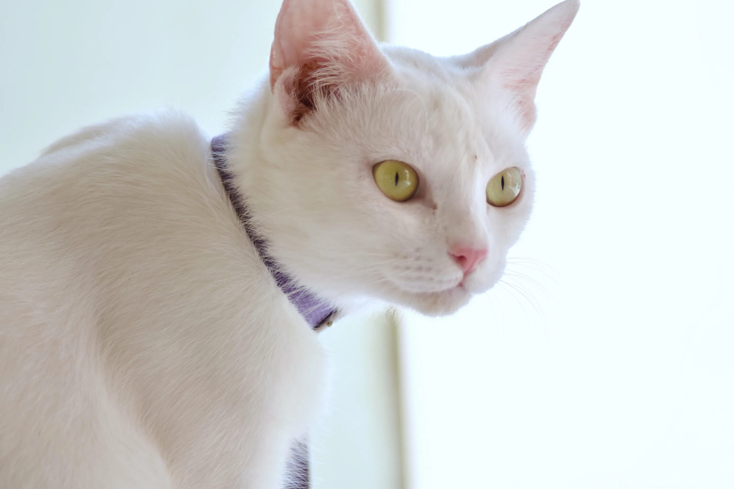 Кот с желтыми глазами порода. Европейская короткошерстная кошка белая. Турецкая ангора короткошерстная. Американская короткошёрстная кошка белая. Европейская гладкошерстная кошка белая.