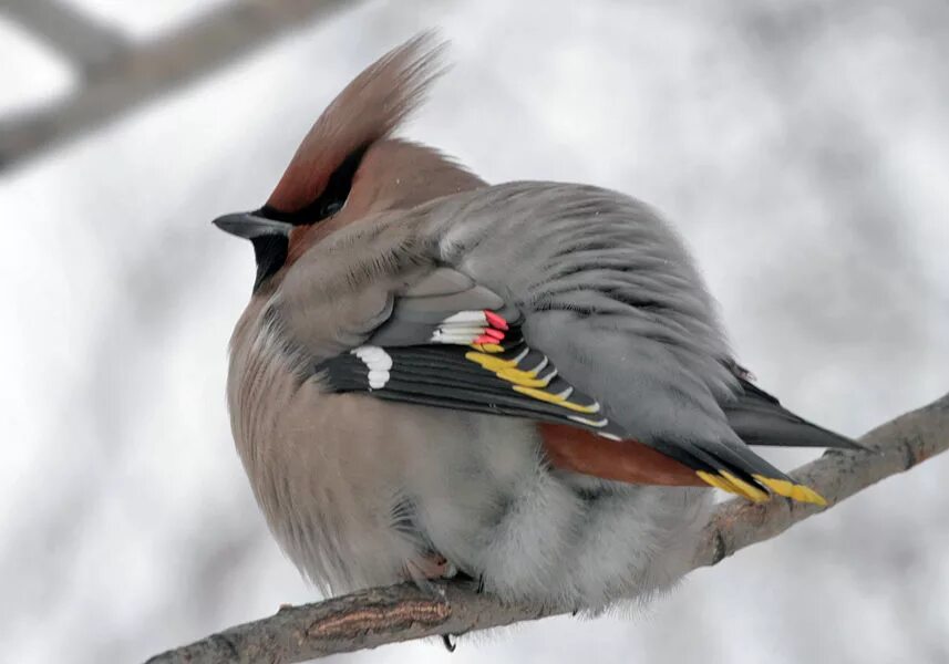 Cold bird. Нахохлившиеся птицы. Птичка нахохлилась. Нахохлившиеся птицы зимой. Снегирь нахохлился.