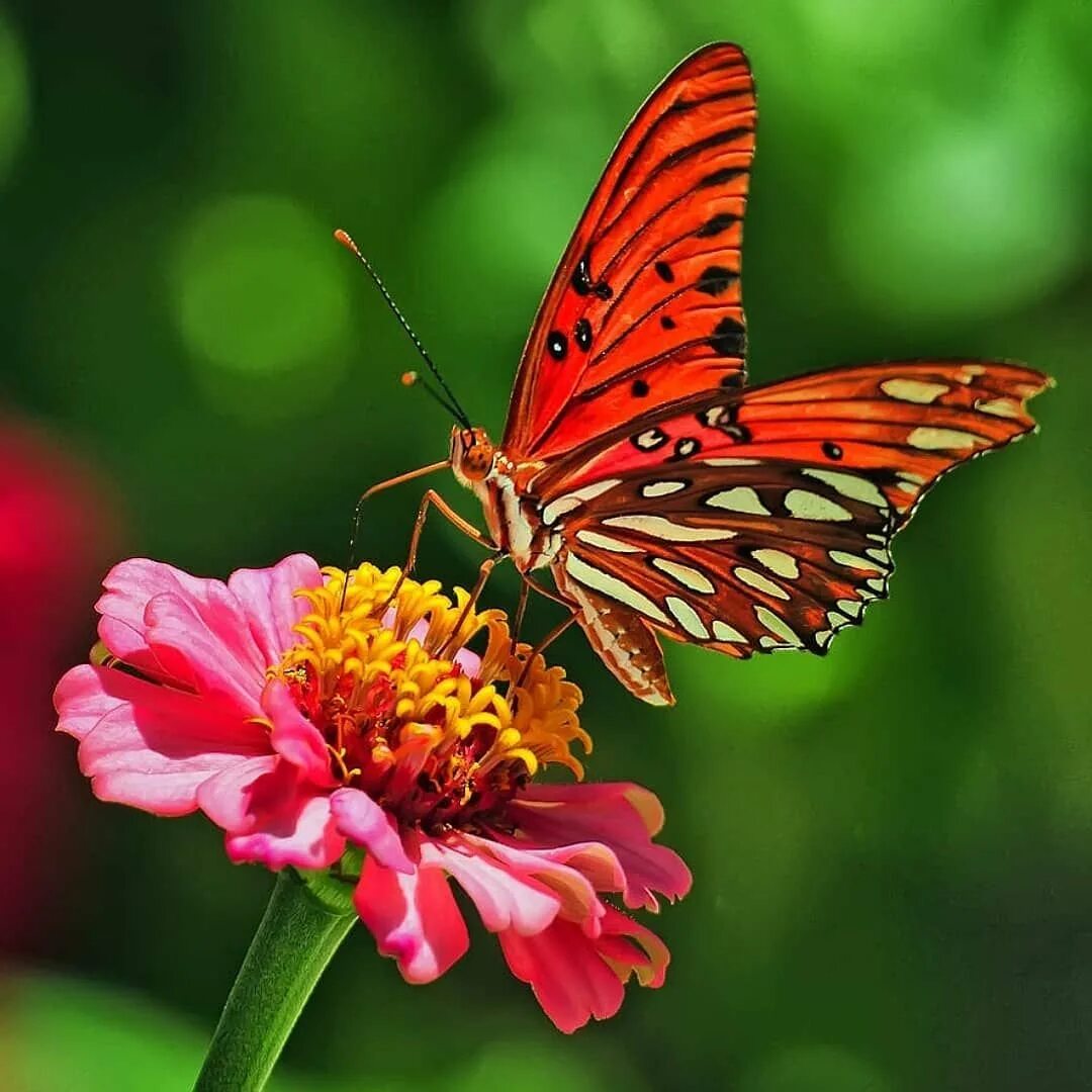 Красивые бабочки на цветах. Красивые бабочки. Бабочки в цветах. Бабочка на цветке.