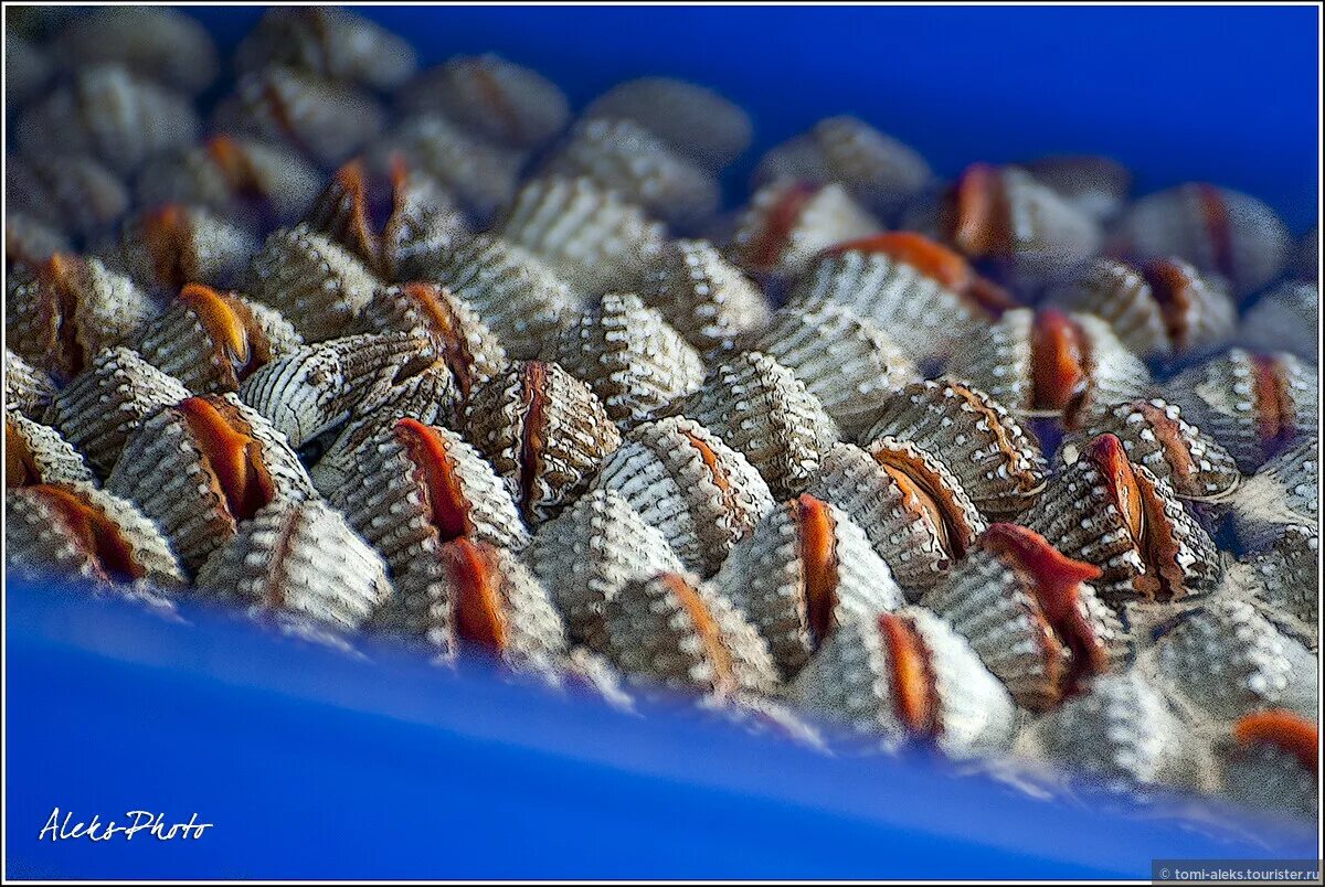 Ракушки в Тайланде. Моллюски в море в Тайланде. Сувениры ракушки Тайланд. Ракушки Паттайя.