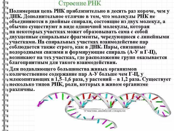 Строение полимерных цепей РНК. Полимерная цепь РНК. РНК рибонуклеиновая кислота. Структура цепи РНК.