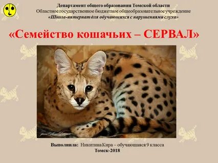 Семейство кошачьих книга
