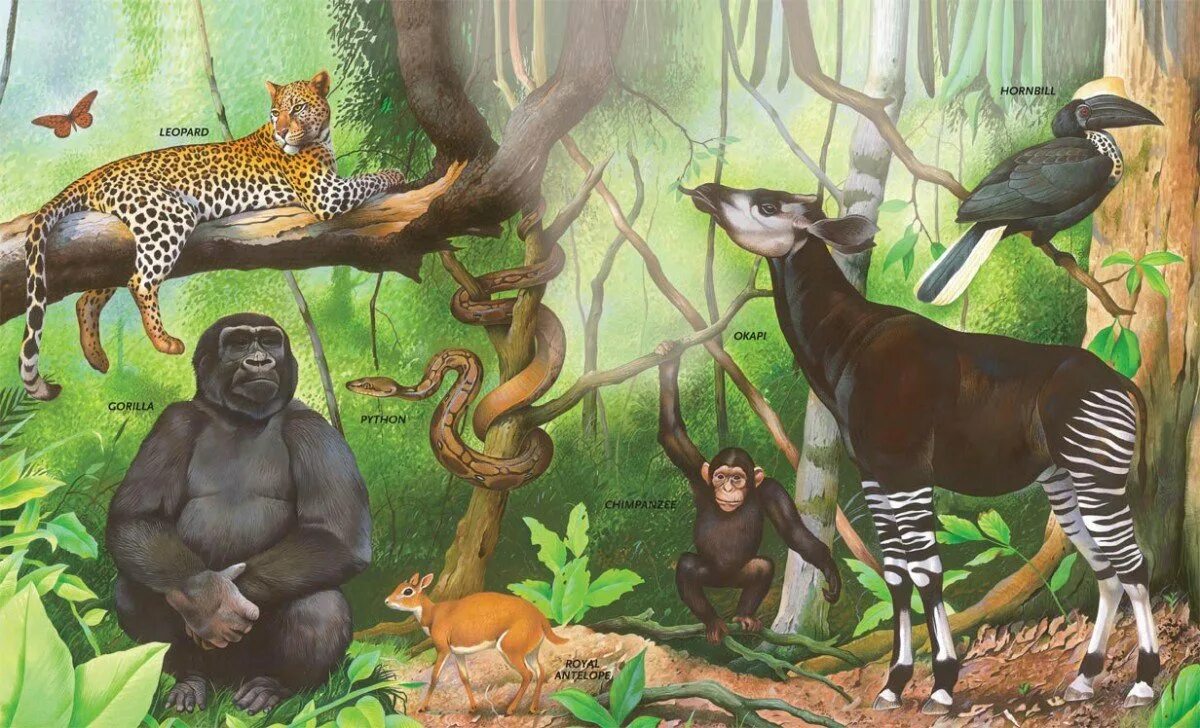 Тропические животные 1 класс. Фауна экваториальных лесов Африки. Обитатели джунглей для детей. Джунгли Африки. Животный мир тропического леса.