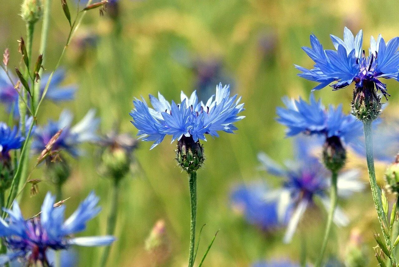 Василёк Боровой. Василек горный грандифлора. Василек горный (Centaurea Montana `Alba`). Василек Сибирский.