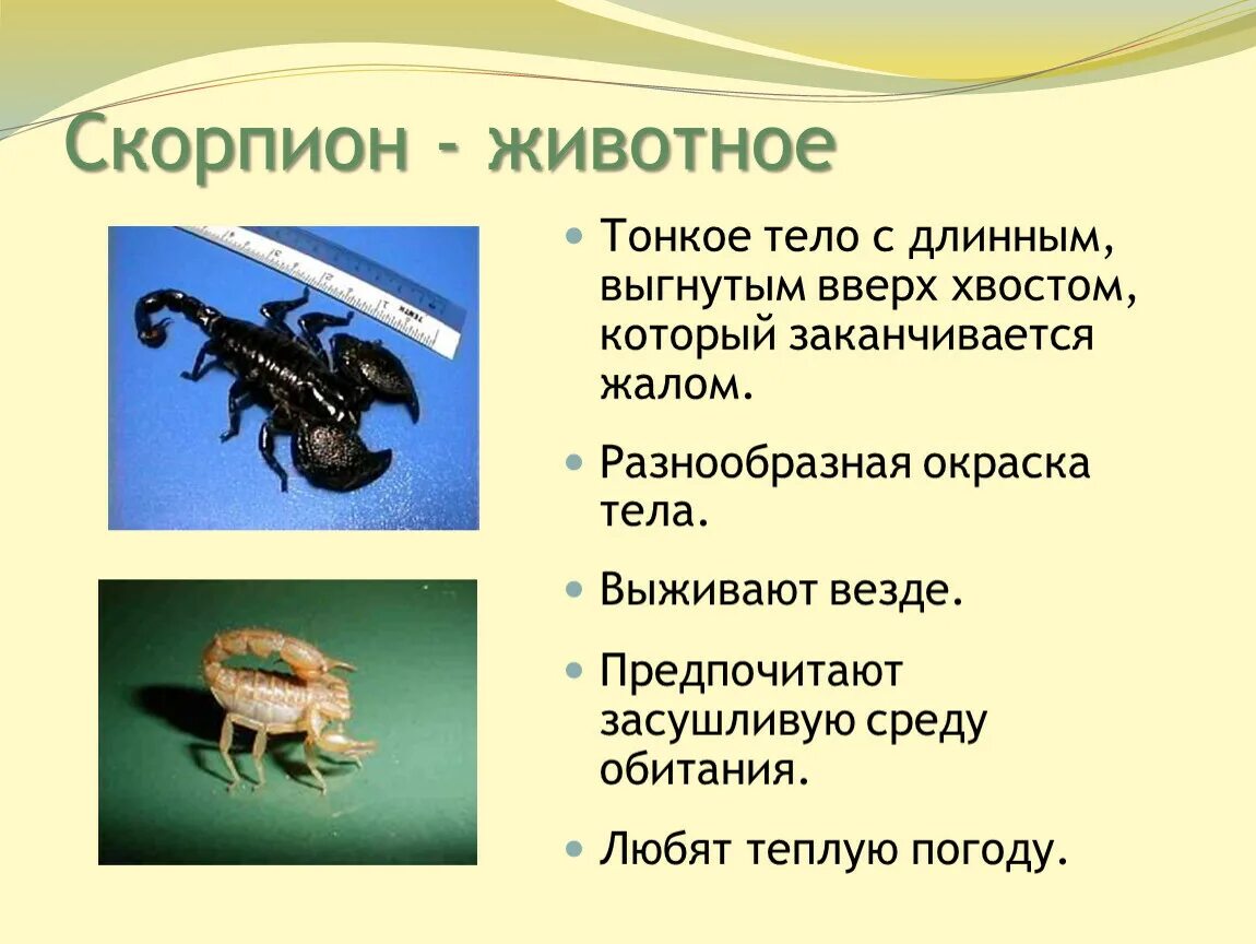 Среда обитания скорпионов. Приспособление скорпиона. Скорпион приспособление к среде. Скорпион приспособлен.