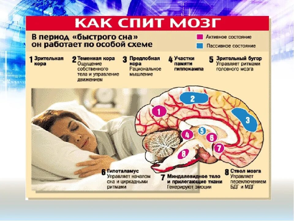 Время активного мозга. Активность спящего мозга. Часть мозга отвечающая за СОГ. Сновидения мозг.